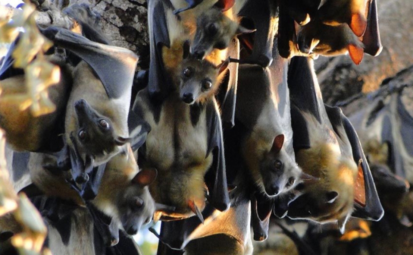Bats galore in Kasanka National Park, Zambia