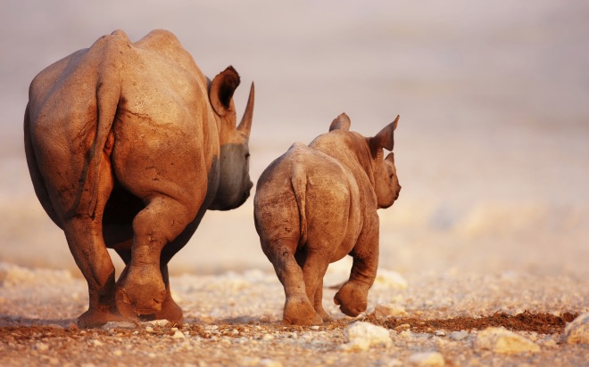 robert mark safaris, africa, rhino, south africa, botswana, wildlife