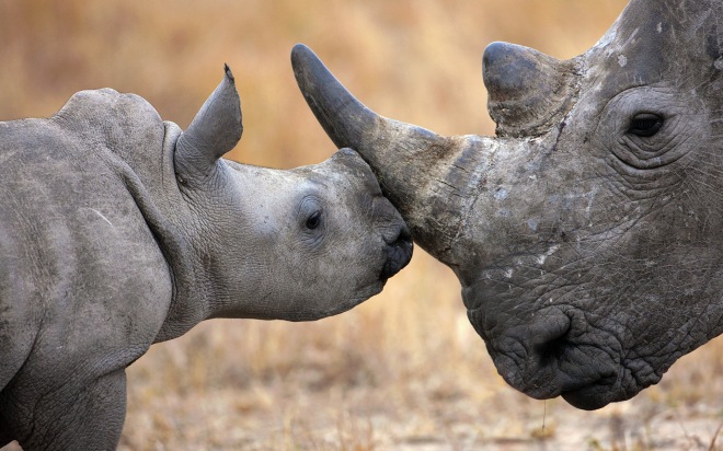 robert mark safaris, africa, rhino, south africa, botswana, wildlife