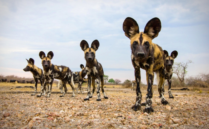 On the hunt with African Wild Dog