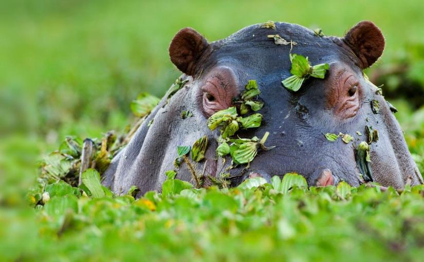 The surprising thing about hippos…