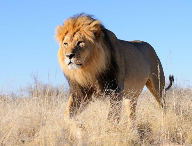 robert mark safaris, africa safari specialist, kenya safari, zambia safari, botswana safari, south africa safari, luxury safari