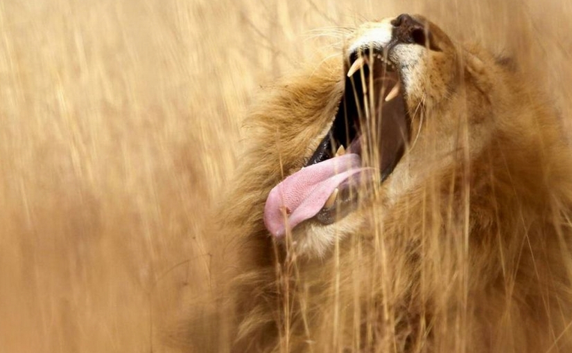 Robert Marks Safari_Lion in Grass
