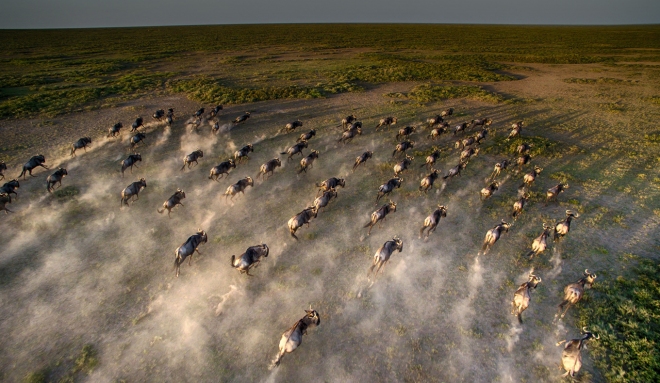 Close-up-aerial-wildebeest-great-migration