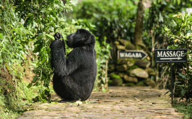 Bwindi gorilla at the lodge 1.jpg