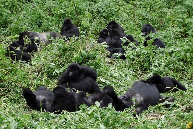 Bwindi Gorilla Clan - Shutterstock.jpg
