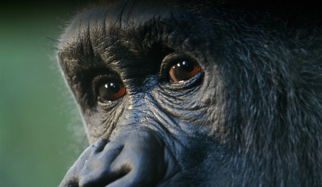 Gorilla-Face---iStock-Sekernas.jpg