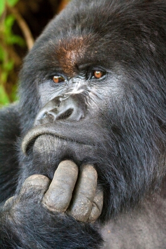 Rwanda Charles the Gorilla - iStock WL Davies.jpg