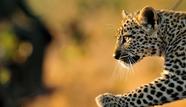 Inyati-game-lodge-Tlangisa-leopard-cub.jpg