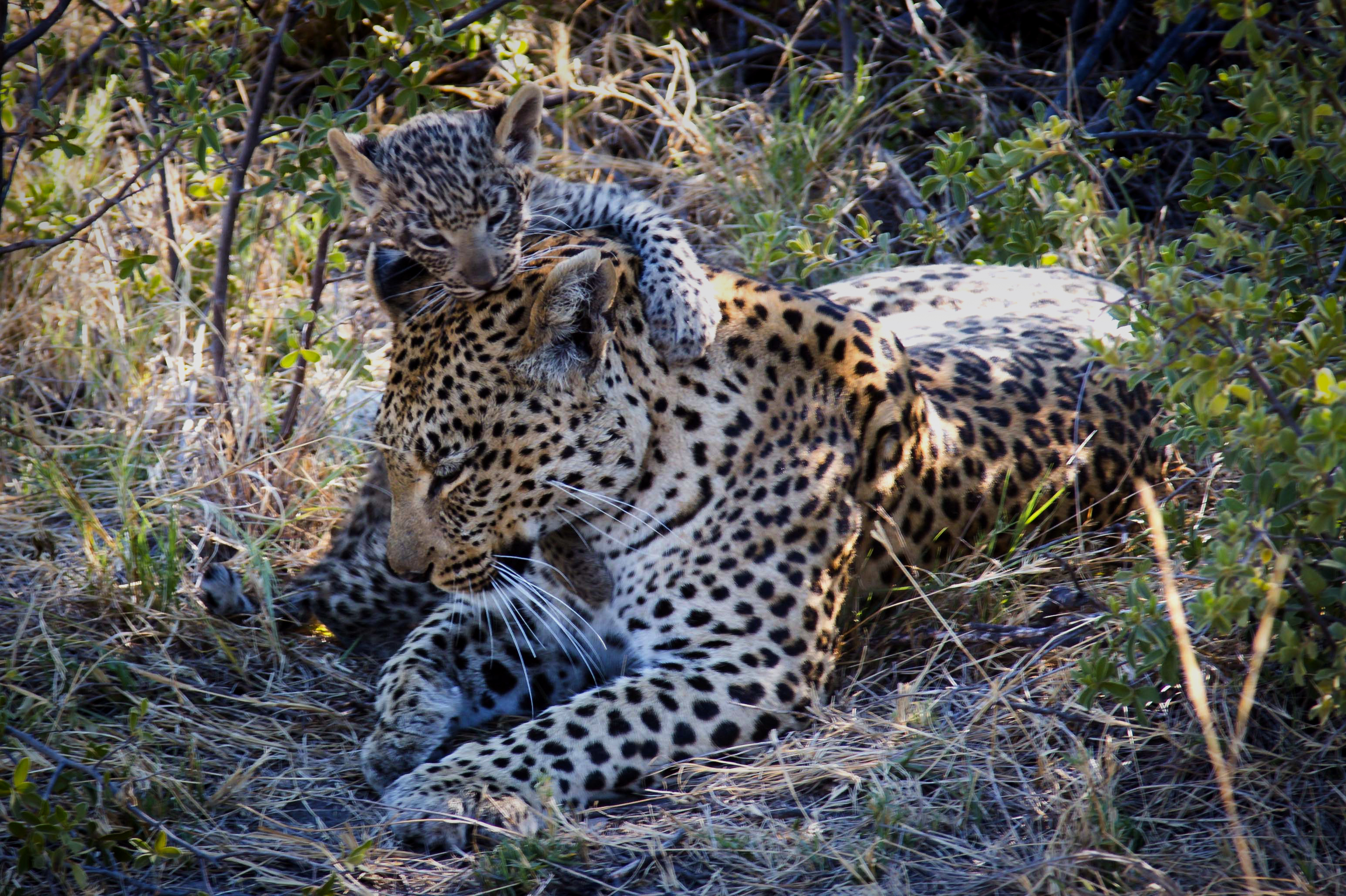 Cowebbed Leopard A Leopard Never Changes its Spots – ROBERT MARK SAFARIS