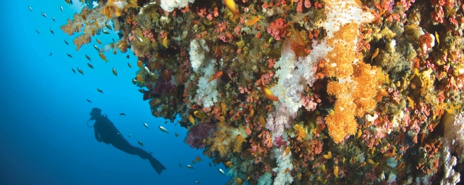 Robert Mark Safaris_Coral Reefs of Mauritius_Snorkelling Trips