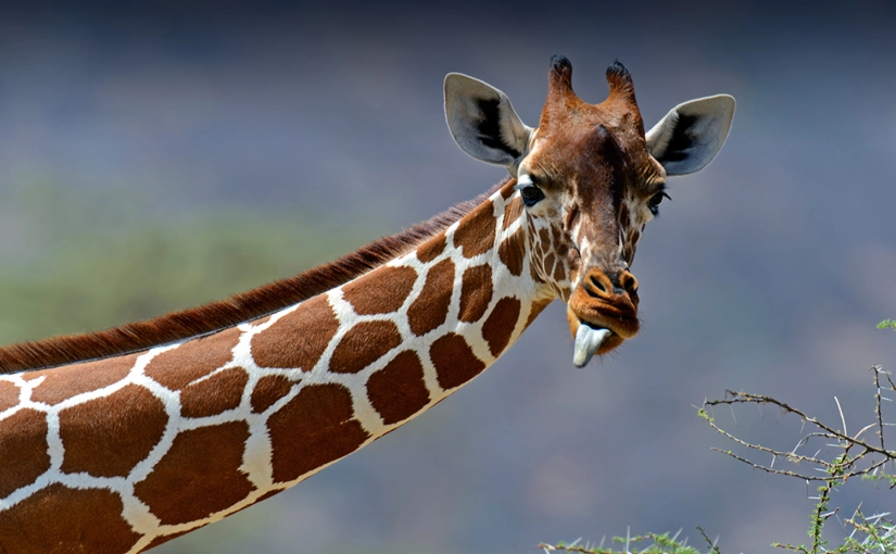 Robert Mark Safaris_Where To Go on Safari in December_African Giraffes in Samburu National Park. Kenya