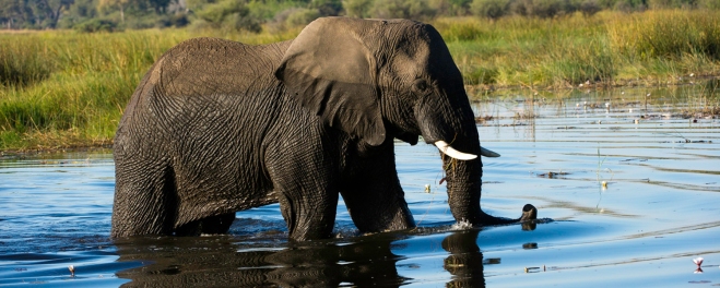 Robert Marks Safari_Mokoro Canoe Trips_Elephant Drinking