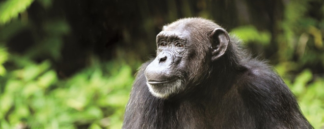 Robert Mark Safaris_Where To Go On Safari in December_Nyungwe Chimp in Rwanda