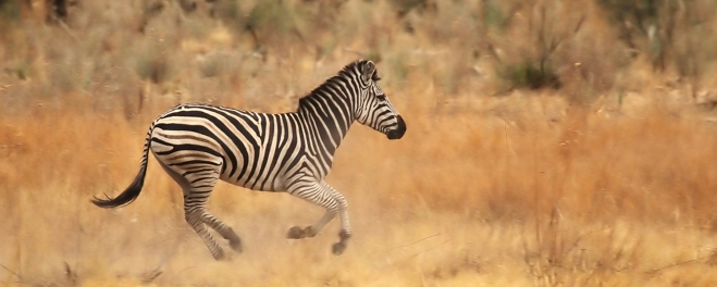 Robert Mark Safaris_Where To Go On Safari in December_Wild Zebra