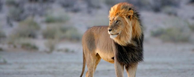 Kalahari Male Lion.jpg
