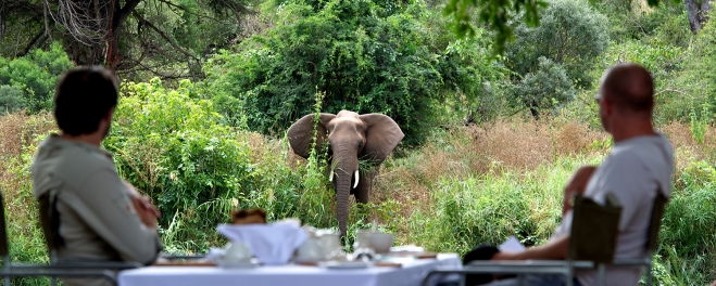 Robert Mark Safaris_Cape Town Singita_Elephant Lunch