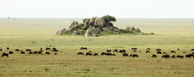 Wildebeest-South-Serengeti.jpg