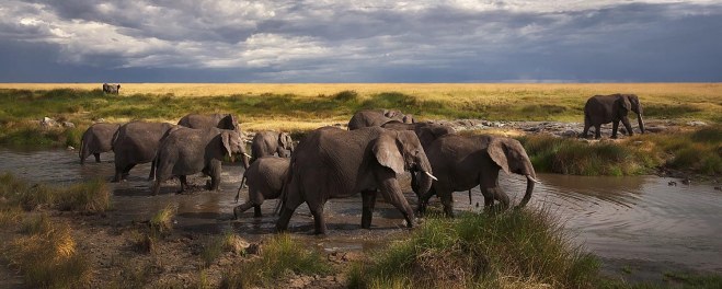Robert Marks Safari_Elephants at the River_SerengetiRobert Mark Safaris_Elephants at the River_Serengeti