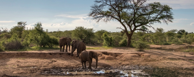 Robert_Mark_Safaris_Madikwe Elephants at Watering Hole