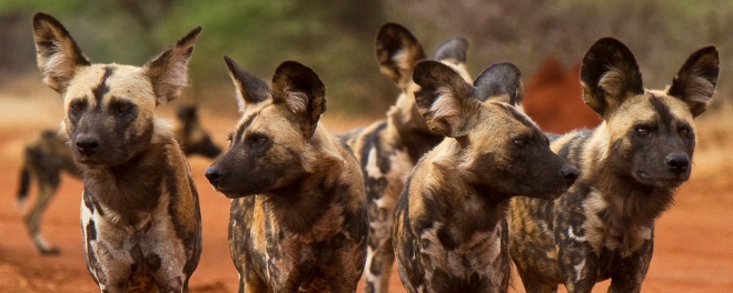 Robert_Mark_Safaris_Wild Dogs at Makanyane