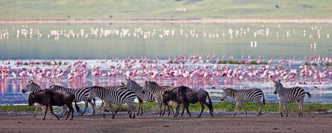 Robert Mark Safaris_Wildlife at The Ngorongoro Crater
