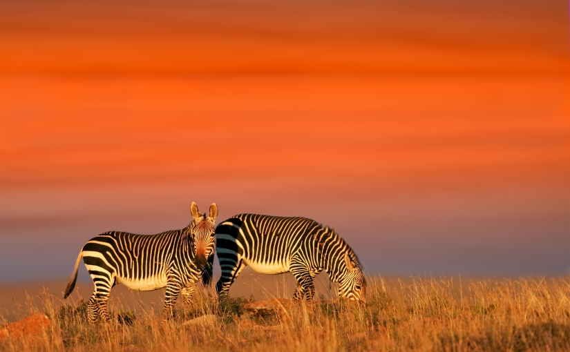 Robert Marks Safari_Zebras Grazing Under an Orange Sunset