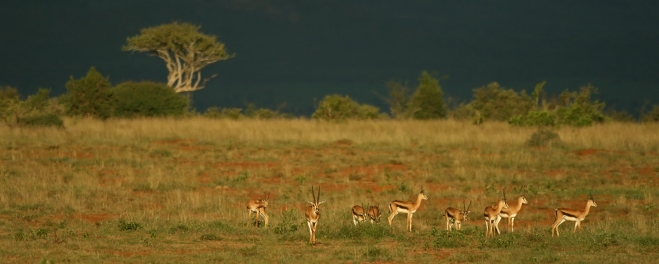 Robert Mark Safariss_Herd of Impalas in Laikipia Park