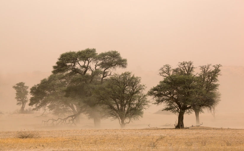 Robert Marks Safari_Dry Tree in The Kalahari