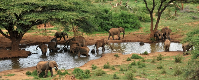 Robert Mark Safaris_Laikipia Elephants at Watering Hole