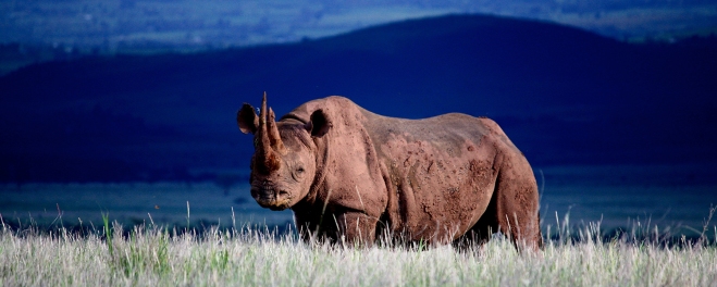 Robert Mark Safaris_Laikipia Rhino