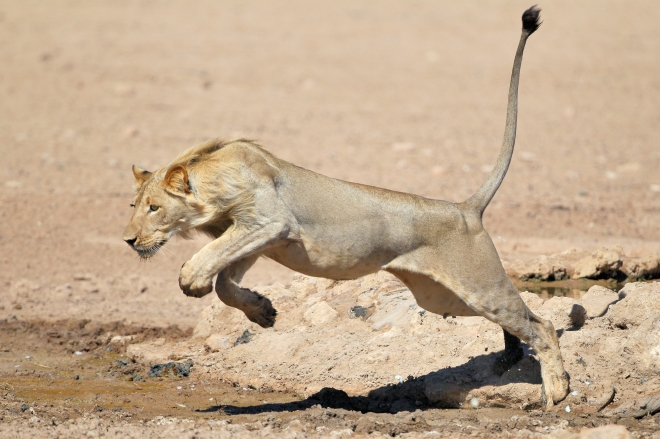 Robert Marks Safaris_Leaping Lion in Botswana
