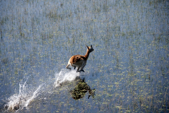 Robert Marks Safari_Lechwe Running in Water