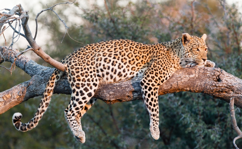 Robert Marks Safari_Botswana, Leopard on a Branch