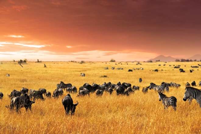 Robert Marks Safari_Masai Mara Herd