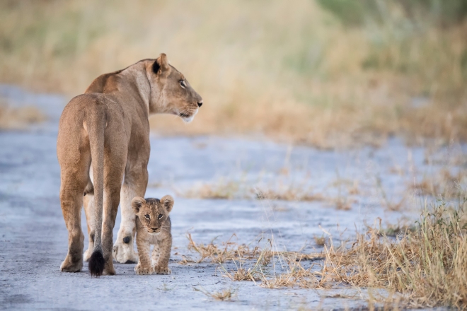 Lioness and Cub in Botswana Game Reserve, Africa