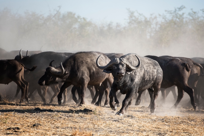 Buffalo Herd in Botswana Game Reserve, Africa